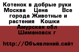 Котенок в добрые руки. Москва. › Цена ­ 5 - Все города Животные и растения » Кошки   . Амурская обл.,Шимановск г.